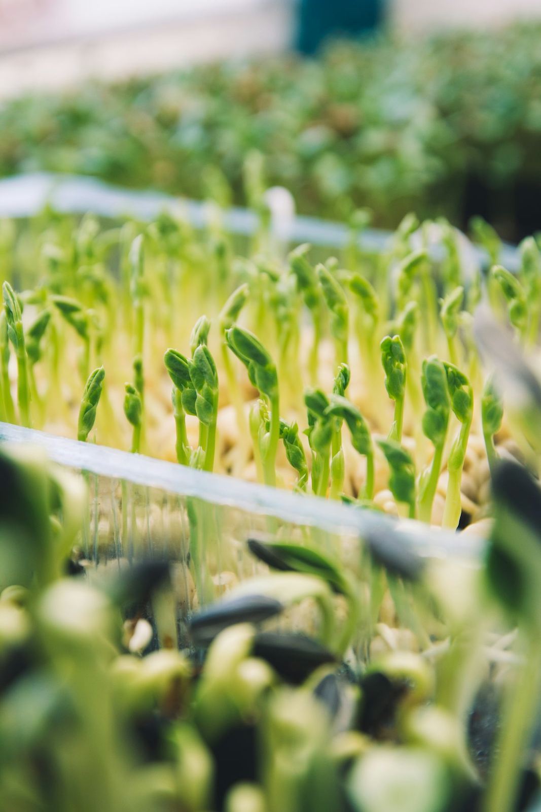 Trays under grow lights