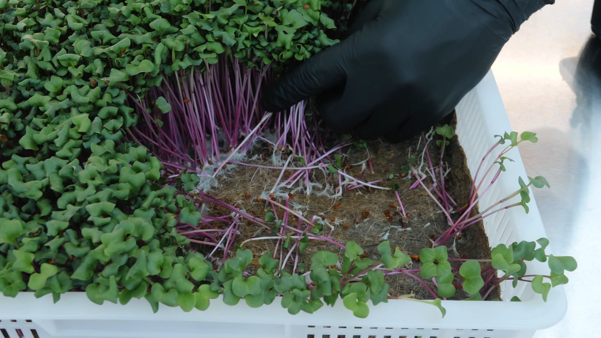 Hands cutting a tray of microgreens in low light