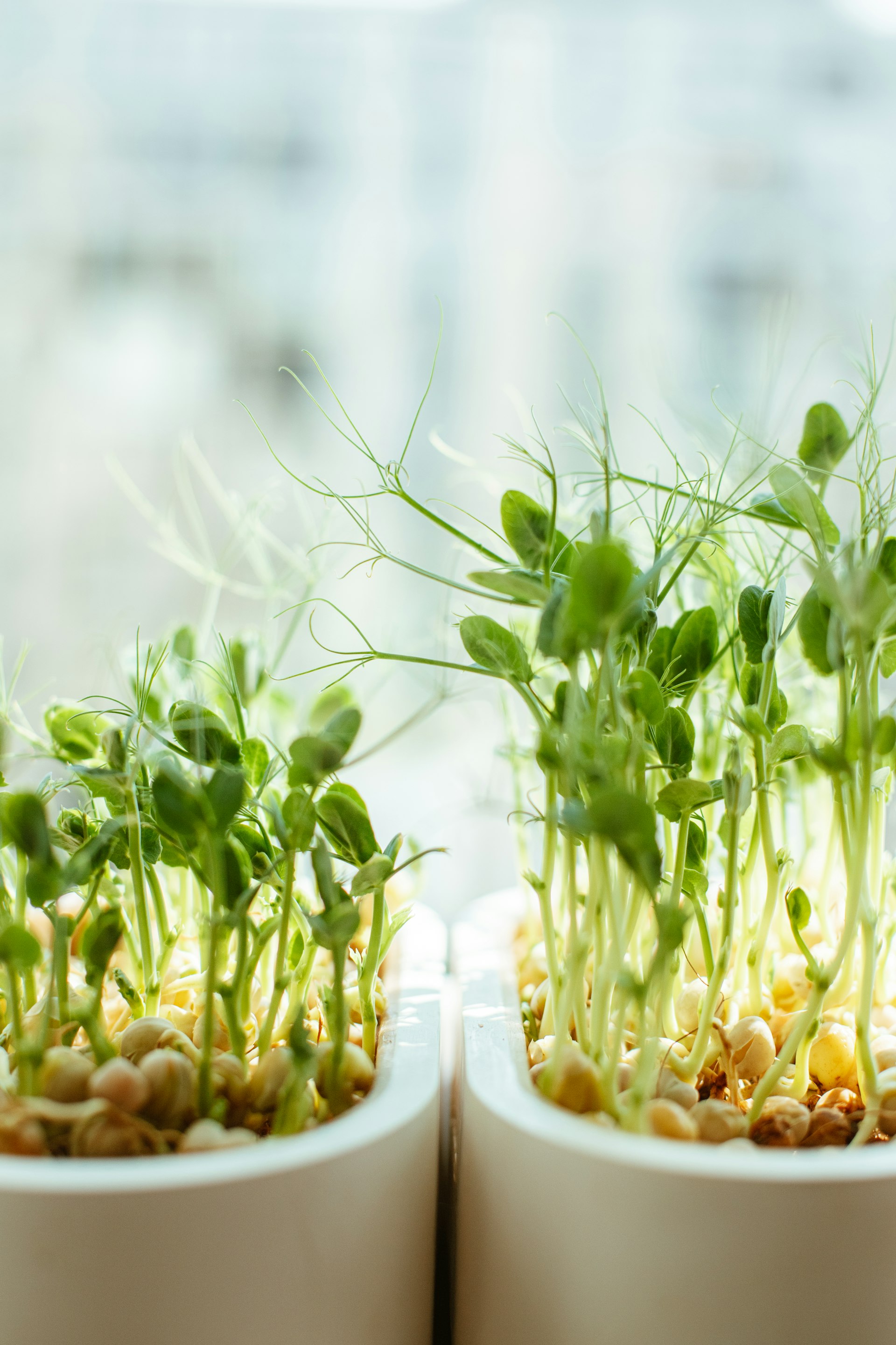 Microgreens macro