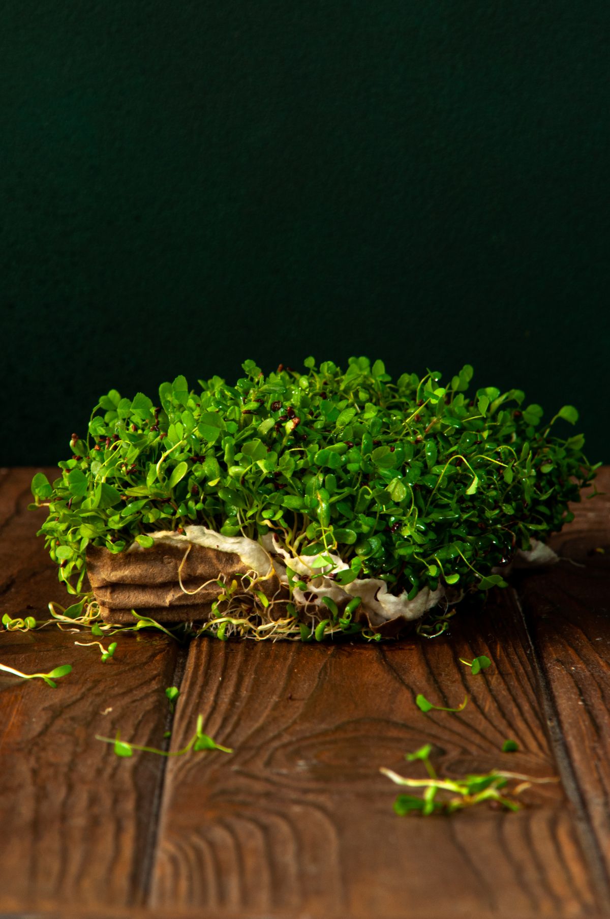 Microgreens on a wooden surface